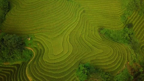 Rice fields in Vietnam Stock Footage 94615373