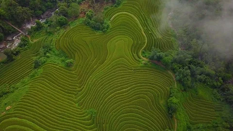 Rice fields in Vietnam Stock Footage 94615416