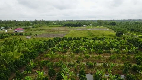 Rice Fields Vietnam Stock Footage 148196476