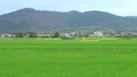 Rice fields in vietnam Stock Footage 316194511