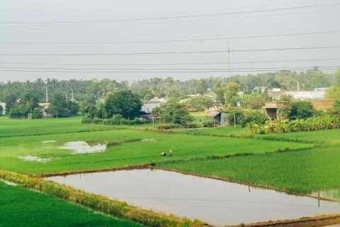 Rice fields in Vietnam Stock Photos
