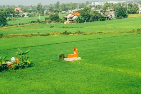 Rice fields in Vietnam Stock Photos