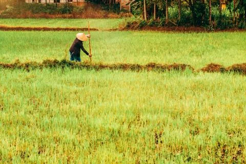Rice fields in Vietnam 스톡 사진