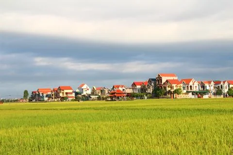 Rice fields in vietnam Stock Photos