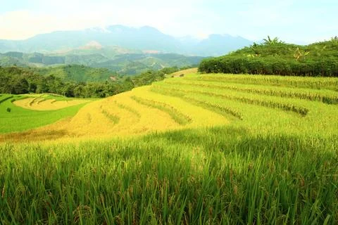 Rice fields in vietnam Stock Photos