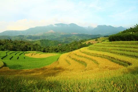 Rice fields in vietnam Stock Photos