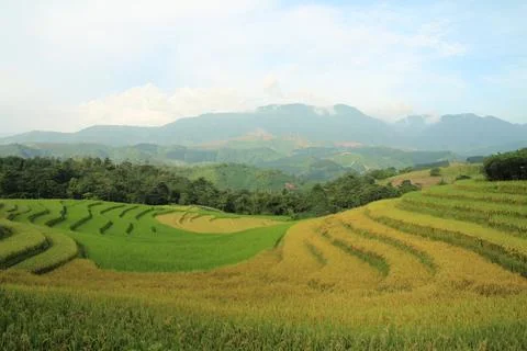 Rice fields in vietnam Stock Photos