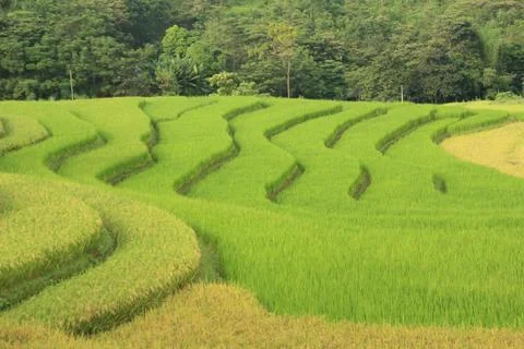 Rice fields in vietnam Stock Photos