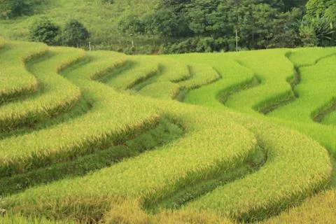 Rice fields in vietnam Stock Photos