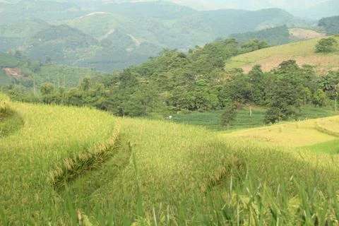 Rice fields in vietnam Stock Photos