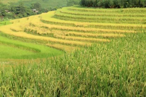 Rice fields in vietnam Stock Photos