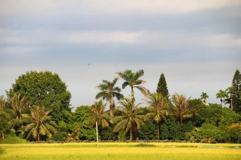 Rice fields in vietnam Stock Photos