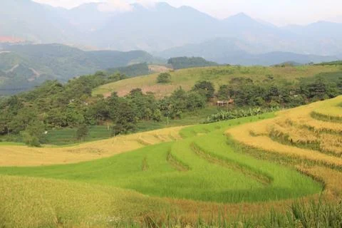 Rice fields in vietnam Stock Photos