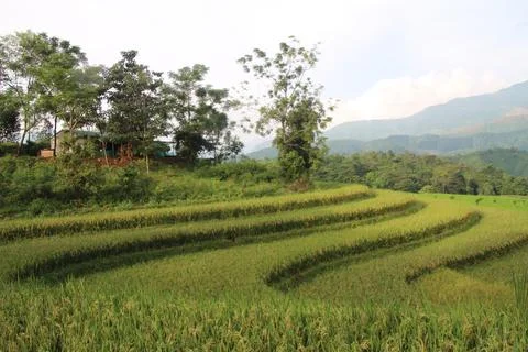 Rice fields in vietnam Stock Photos