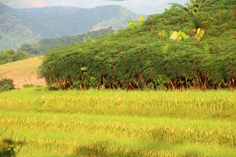 Rice fields in vietnam Stock Photos