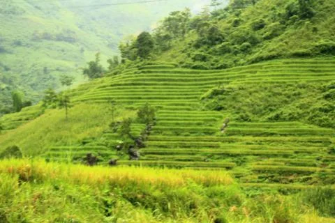 Rice fields in vietnam Stock Photos