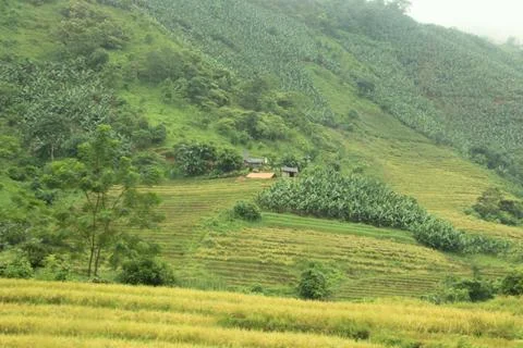 Rice fields in vietnam Stock Photos