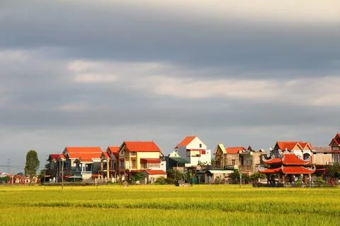 Rice fields in vietnam Stock Photos