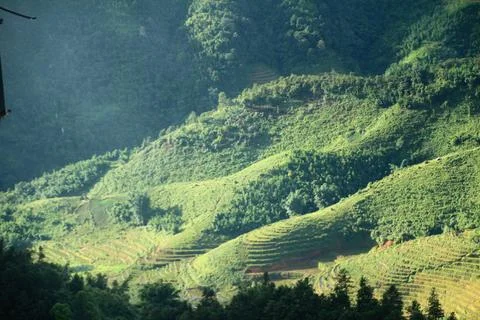 Rice fields in vietnam Stock Photos
