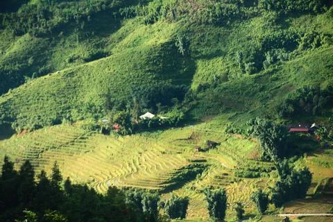 Rice fields in vietnam Stock Photos