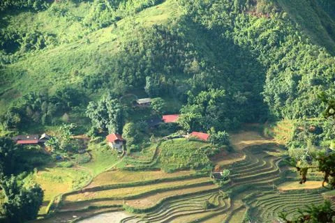Rice fields in vietnam Stock Photos