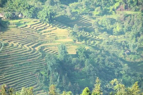 Rice fields in vietnam Stock Photos