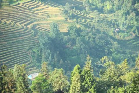 Rice fields in vietnam Stock Photos