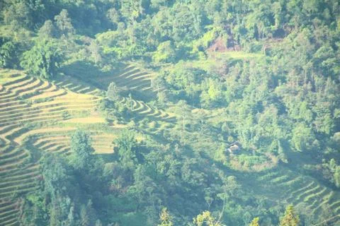 Rice fields in vietnam Stock Photos