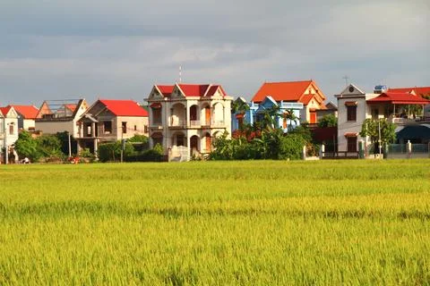 Rice fields in vietnam Stock Photos