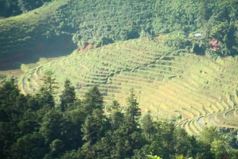 Rice fields in vietnam Stock Photos