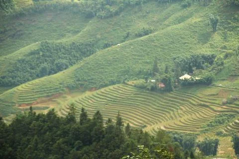 Rice fields in vietnam Stock Photos