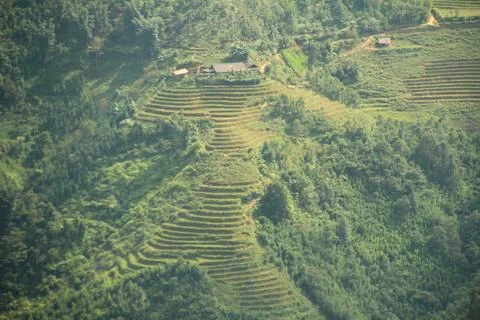 Rice fields in vietnam Stock Photos