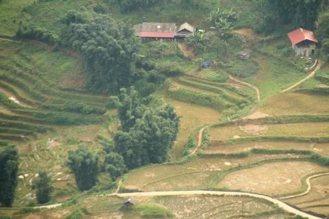 Rice fields in vietnam Stock Photos