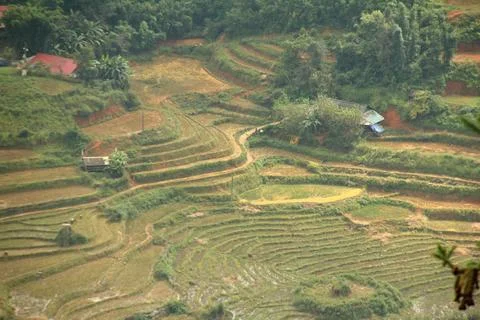 Rice fields in vietnam Stock Photos