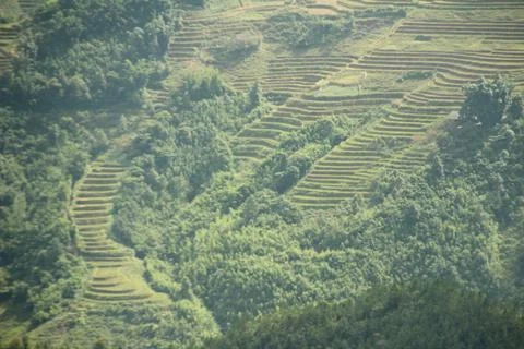 Rice fields in vietnam Stock Photos