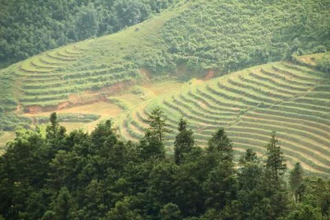 Rice fields in vietnam Foto stock