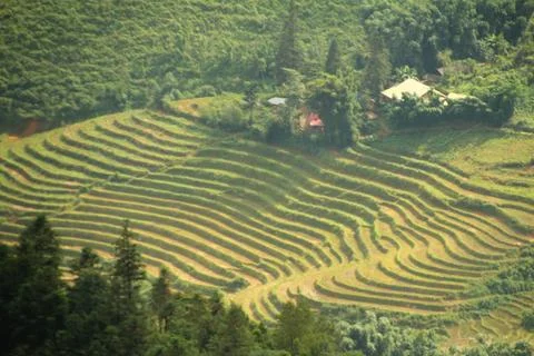 Rice fields in vietnam Stock Photos