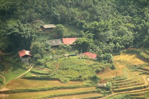 Rice fields in vietnam Stock Photos