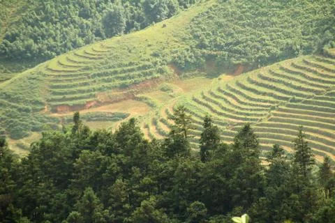 Rice fields in vietnam Stock Photos
