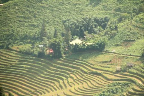 Rice fields in vietnam Stock Photos