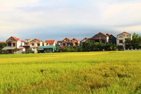 Rice fields in vietnam Stock Photos