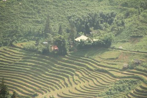 Rice fields in vietnam Stock Photos