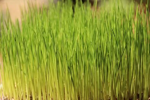 Rice fields in vietnam Stock Photos