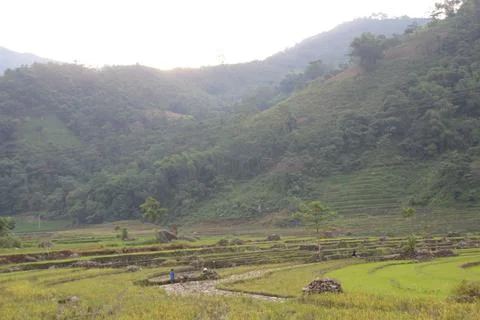 Rice fields in vietnam Stock Photos