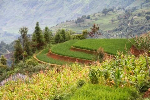 Rice fields in vietnam Stock Photos
