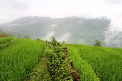 Rice fields in vietnam Stock Photos