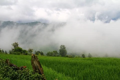 Rice fields in vietnam Stock Photos