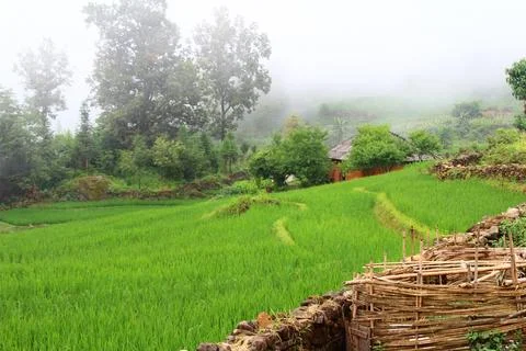 Rice fields in vietnam Stock Photos