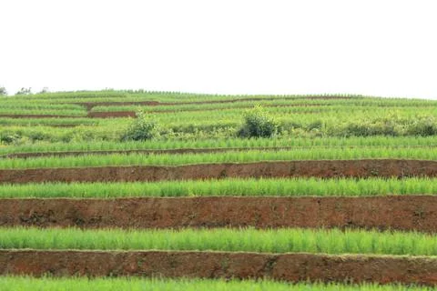 Rice fields in vietnam Stock Photos