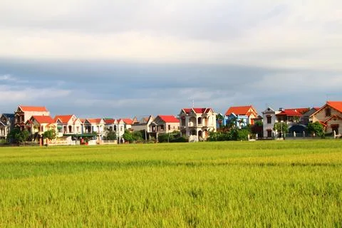Rice fields in vietnam Stock Photos